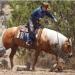 Quarter Horse News Article- Ordner Insurance and American Reliable Insurance